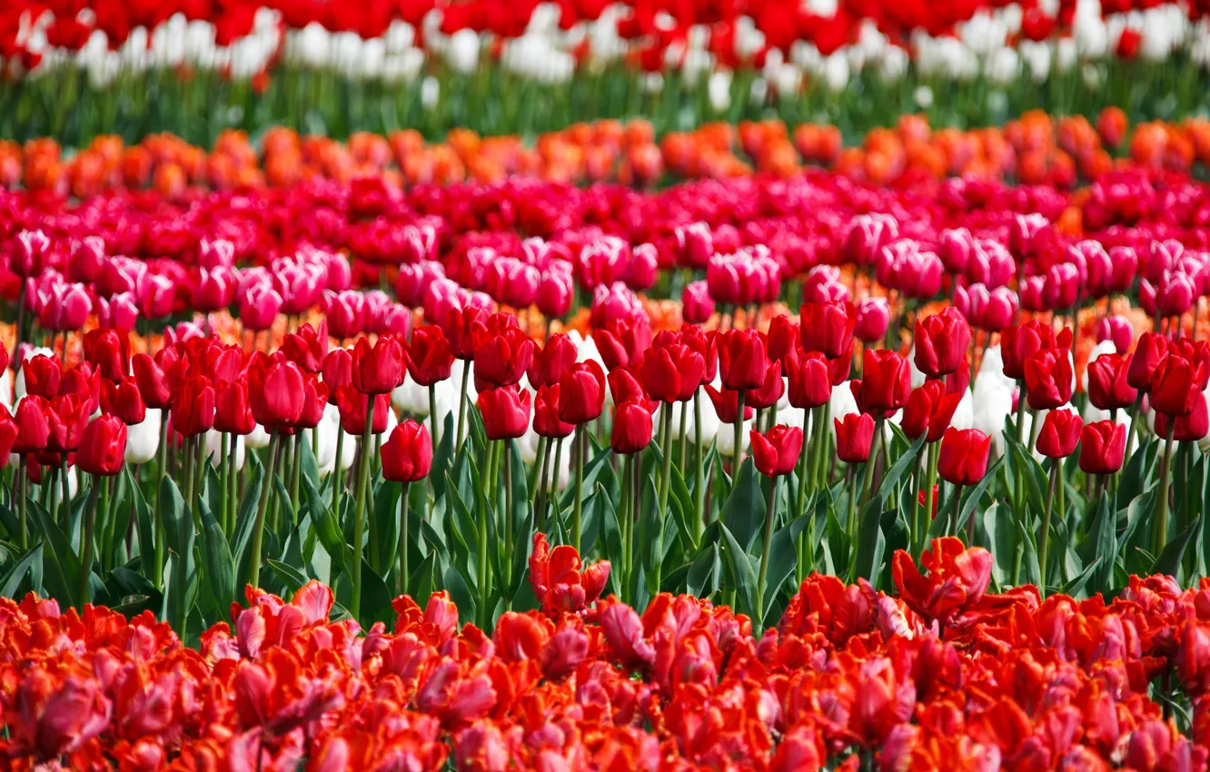 Фото обои цветы, весна, тюльпаны, красные, много, плантация