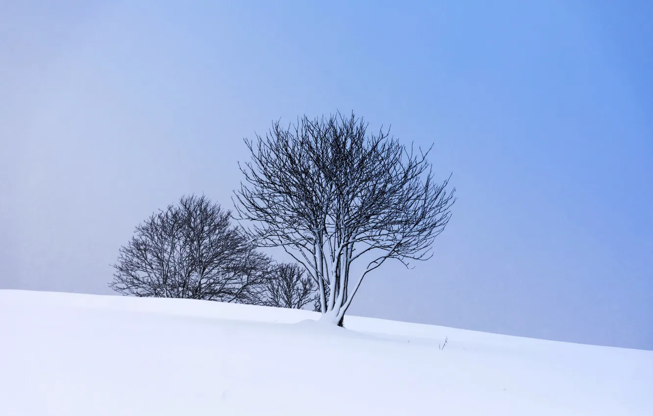 Фото обои зима, снег, деревья, склон