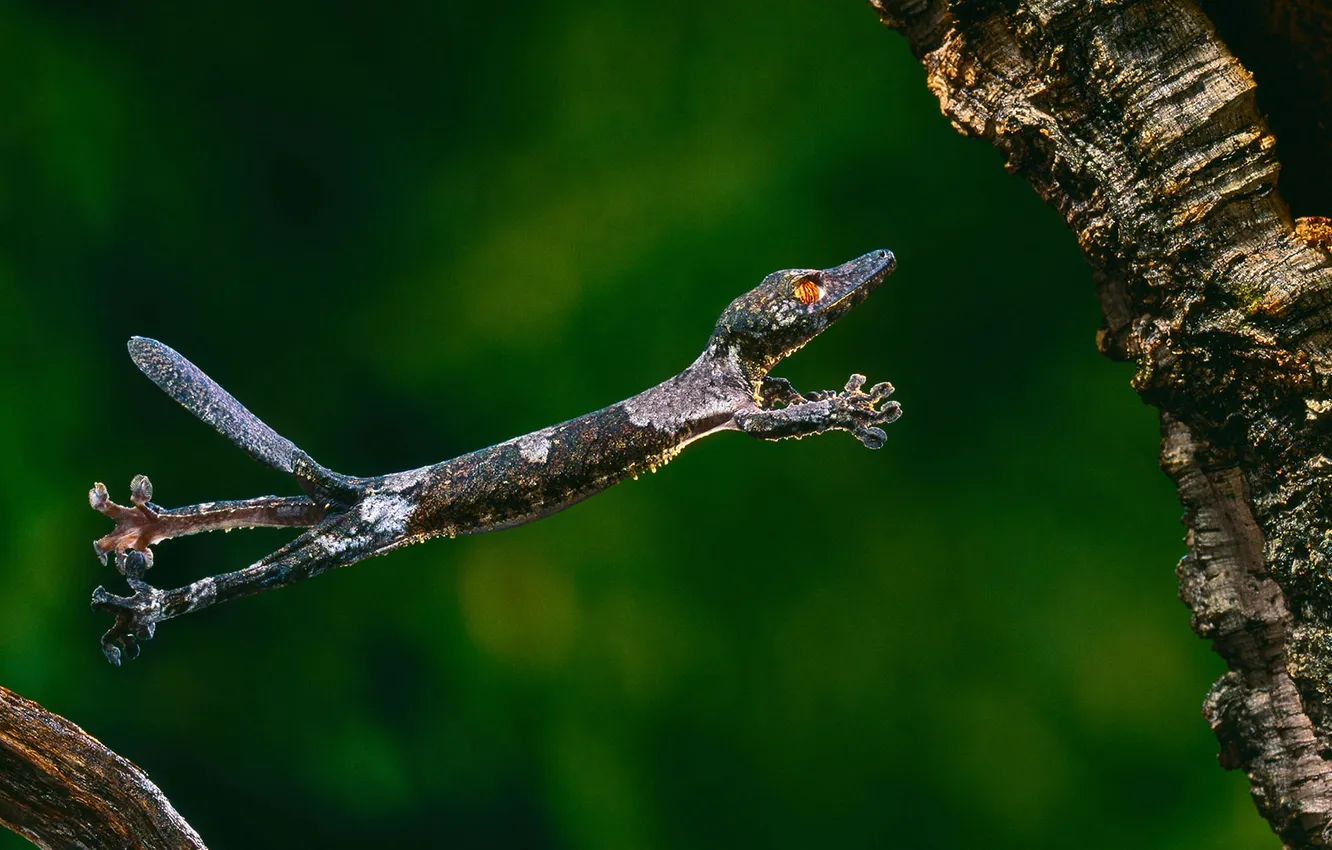 Фото обои природа, прыжок, ящерица, геккон