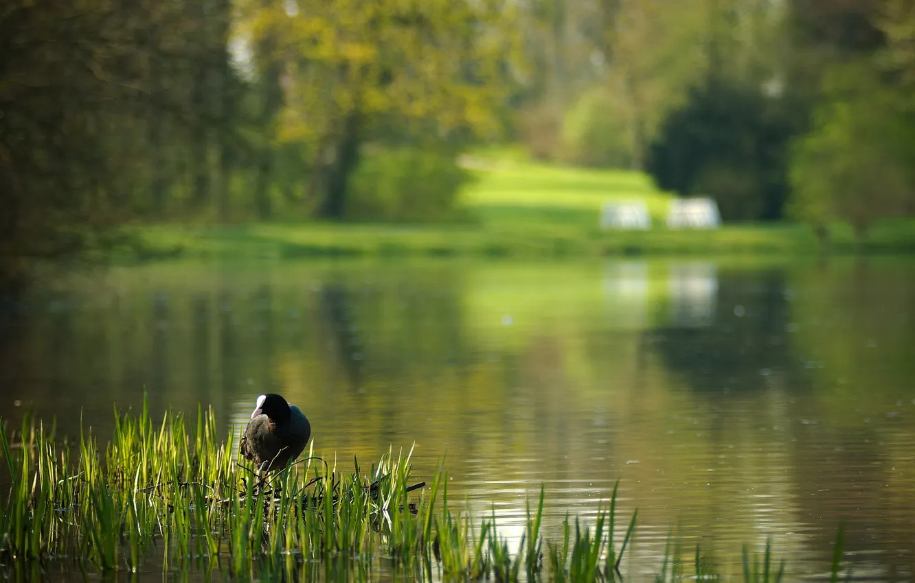 Фото обои трава, озеро, парк, птица, размытость