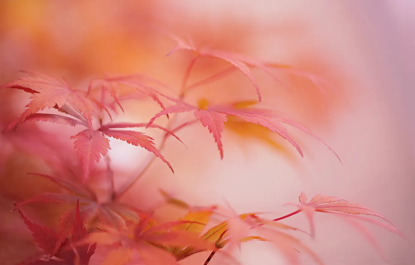 Фото обои осень, листья, макро, растение