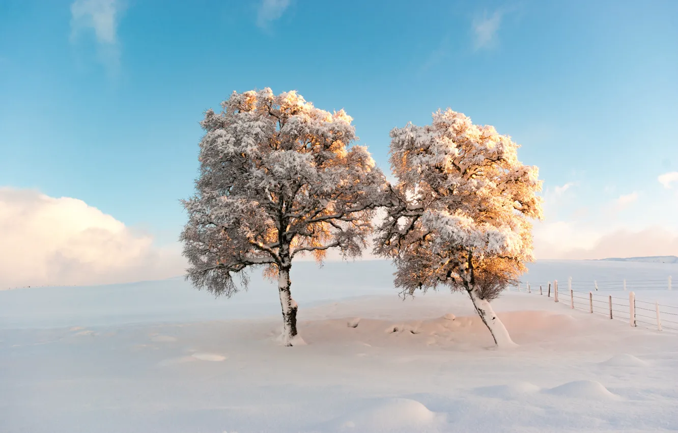 Фото обои снег, деревья, утро, мороз