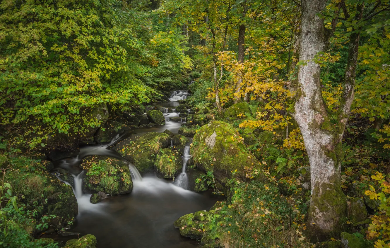 Фото обои осень, лес, деревья, ручей, камни, мох, Германия, речка