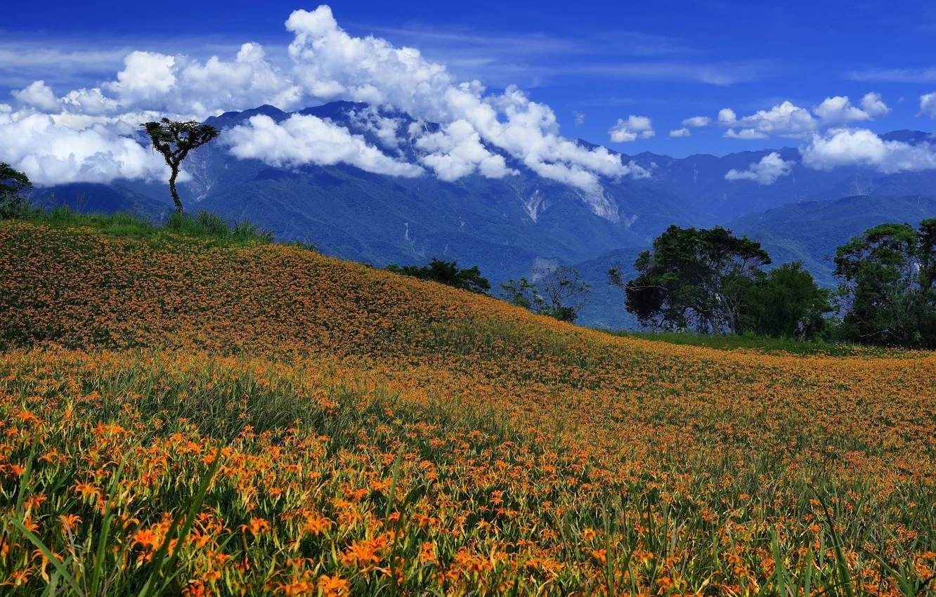 Фото обои поле, облака, пейзаж, цветы, горы
