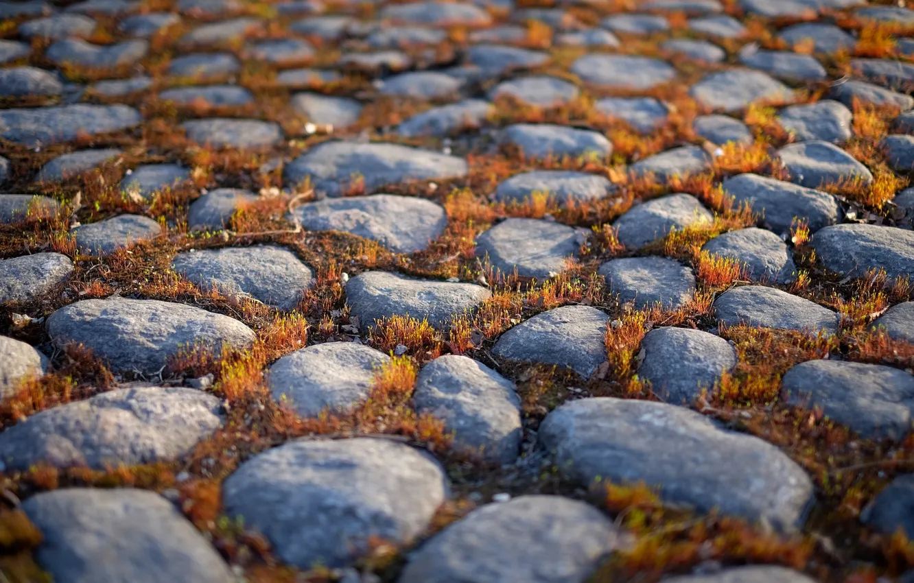 Фото обои камни, мох, размытие