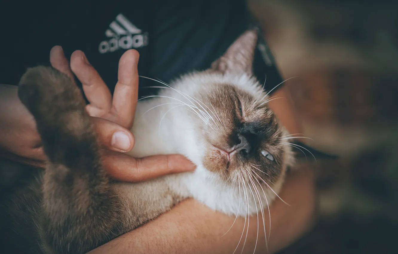 Фото обои кошка, руки, мордочка