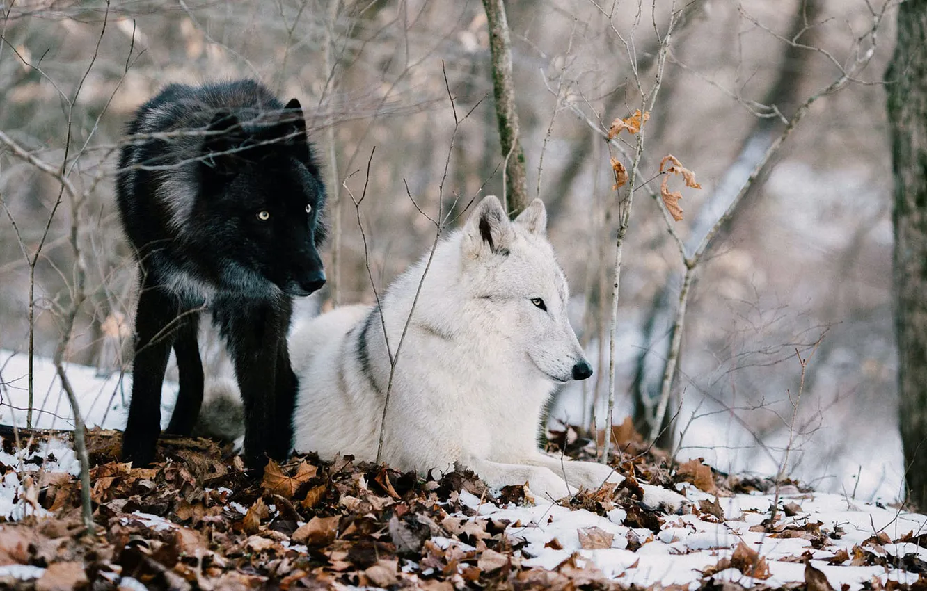 Фото обои predator, wolf, portrait, portrait., Canis lupus. face