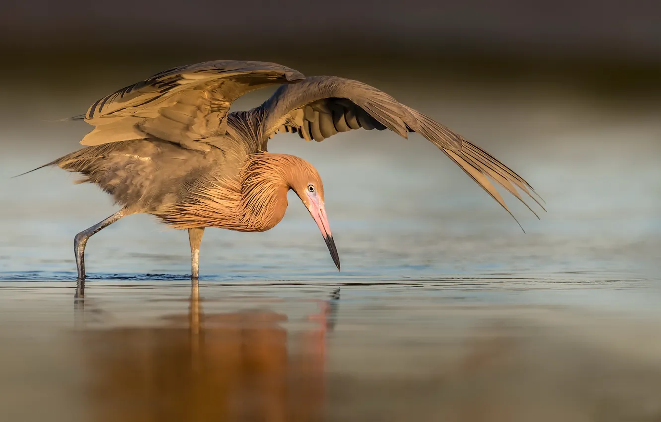 Фото обои птица, Reddish Egret, Egretta rufescens