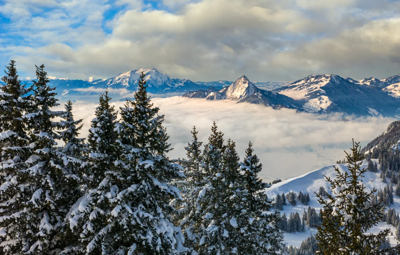 Фото обои зима, облака, деревья, пейзаж, горы, природа, Швейцария, ели