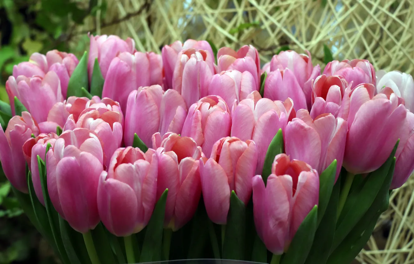 Фото обои цветы, букет, весна, тюльпаны, солома, розовые, бутоны, боке