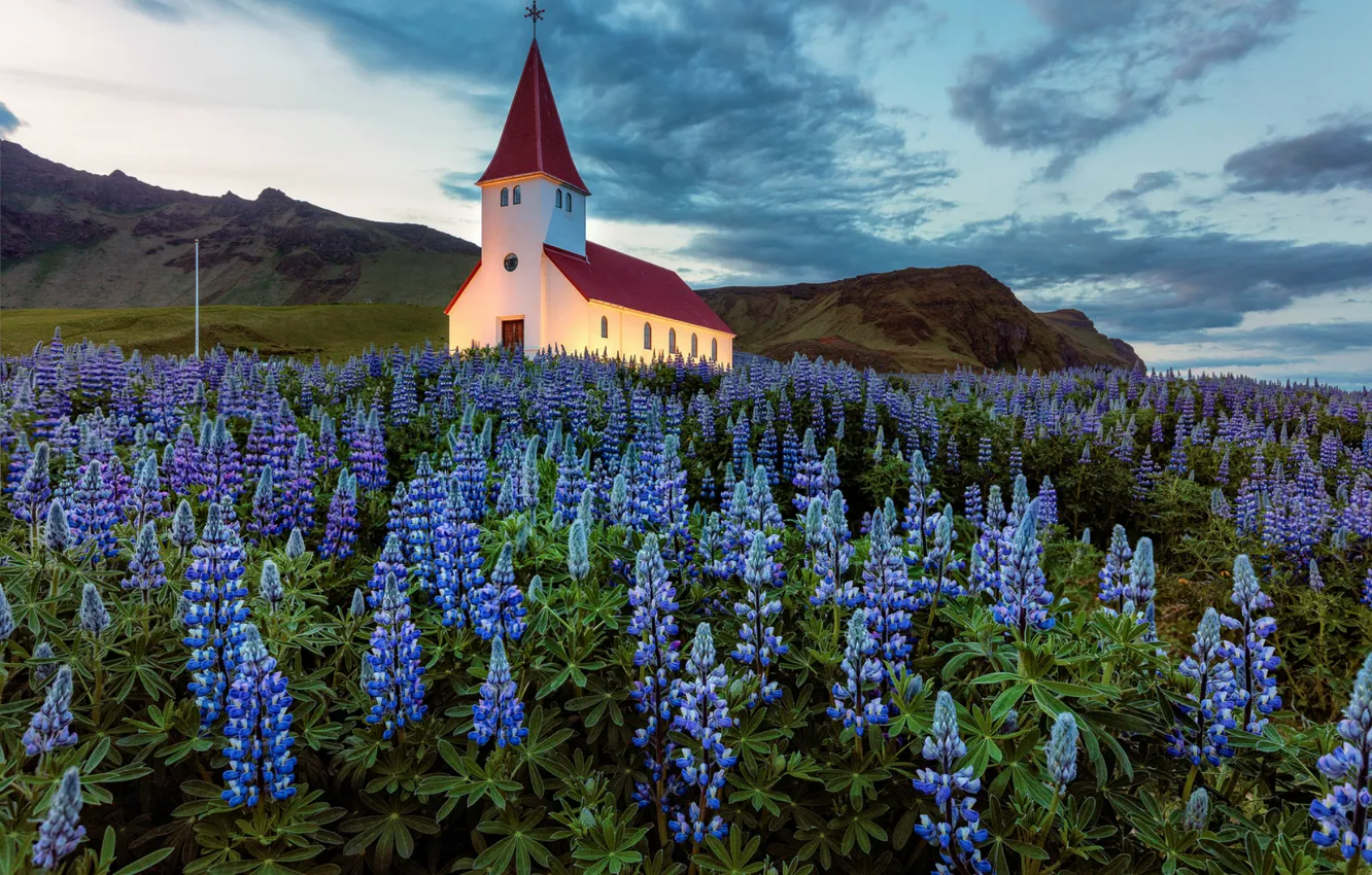 Фото обои небо, облака, цветы, поляна, вечер, подсветка, Исландия, церквушка