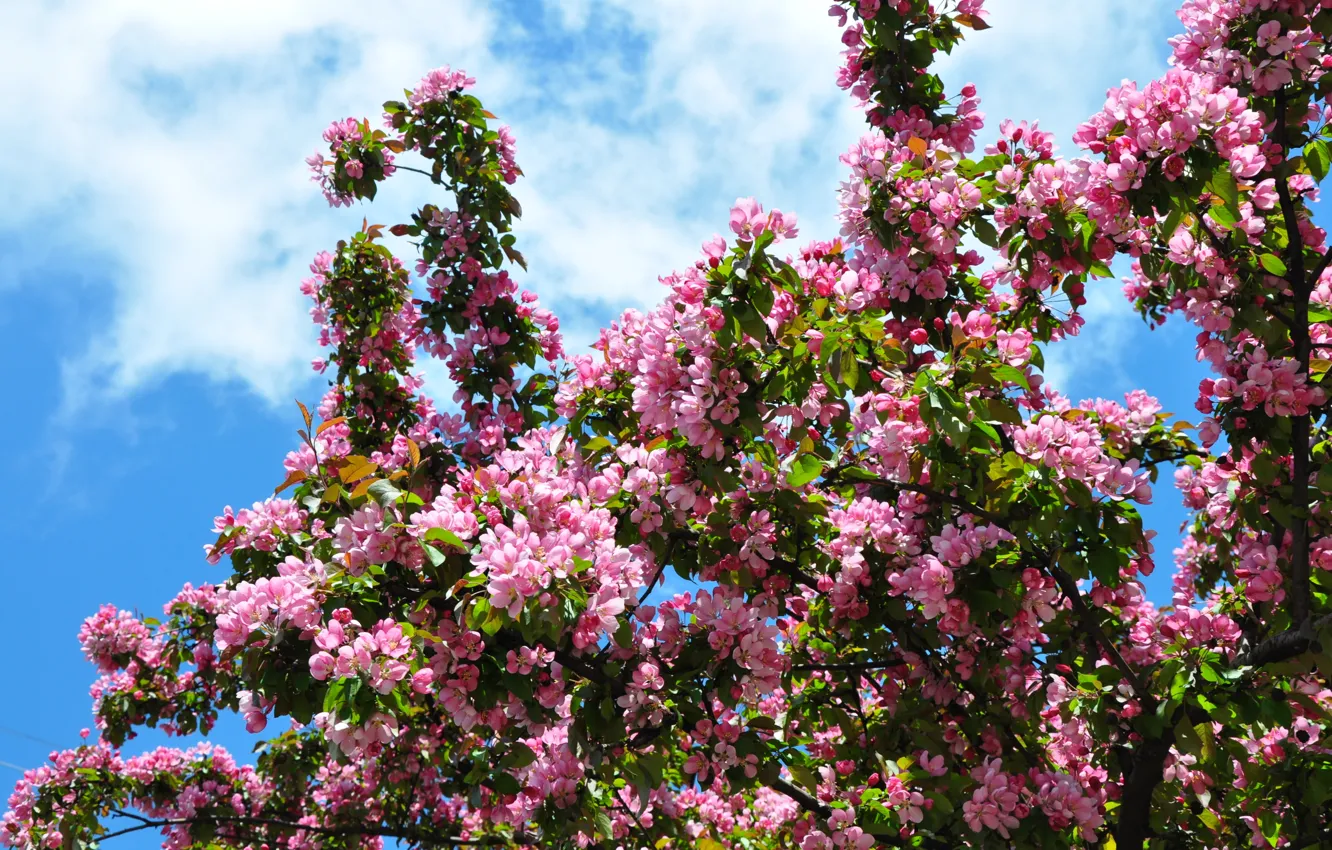 Фото обои цветы, весна, цветение, яблони, цветения яблони