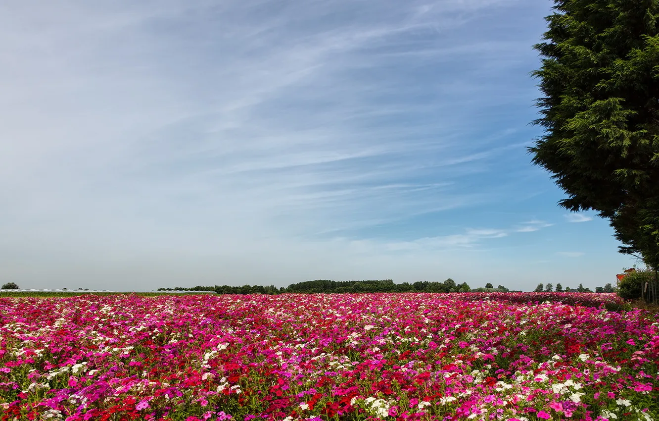 Фото обои поле, пейзаж, цветы