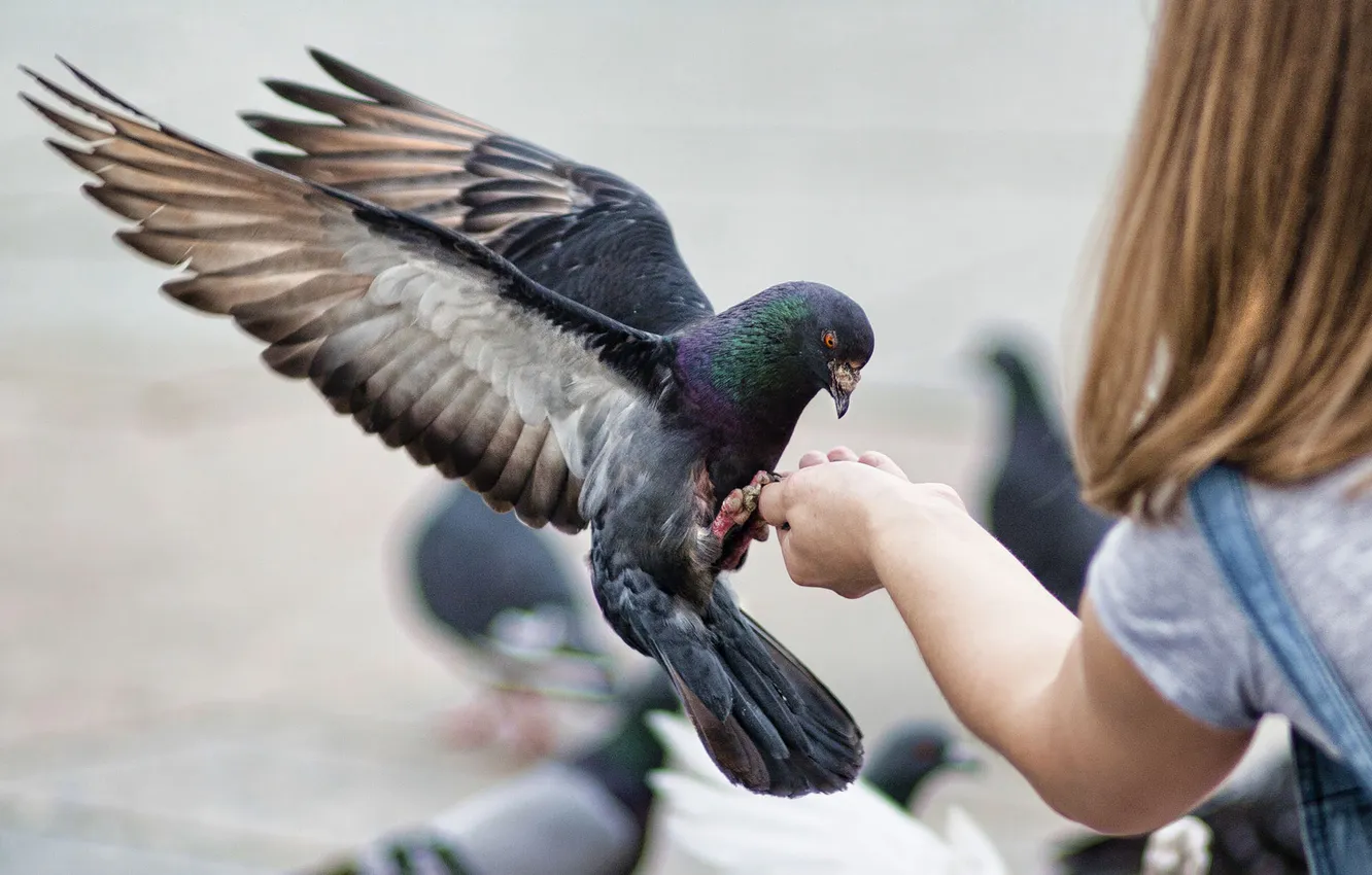 Фото обои голубь, рука, крылья, Птица