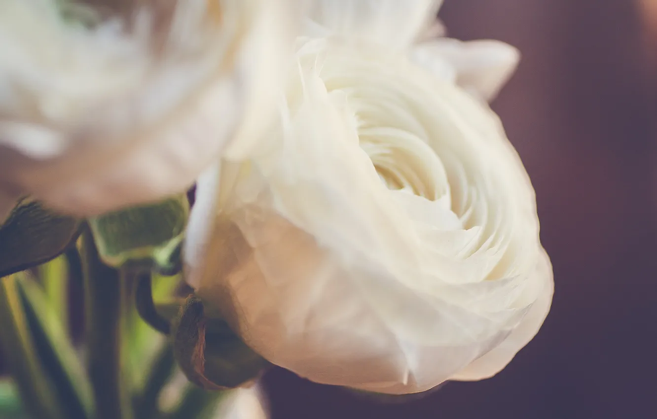 Фото обои цветы, розы, лепестки, белые