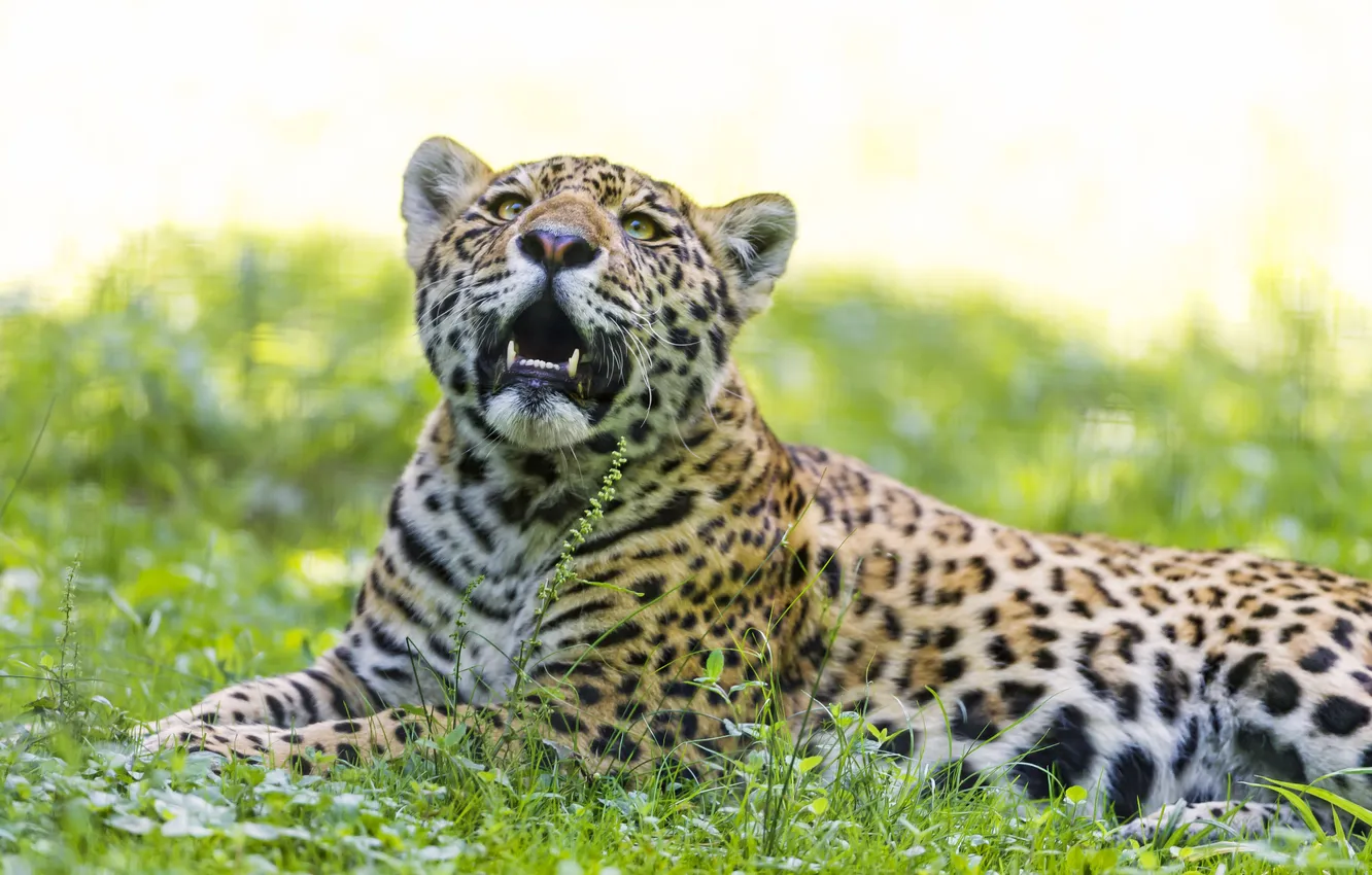 Фото обои кошка, лето, трава, ягуар, ©Tambako The Jaguar