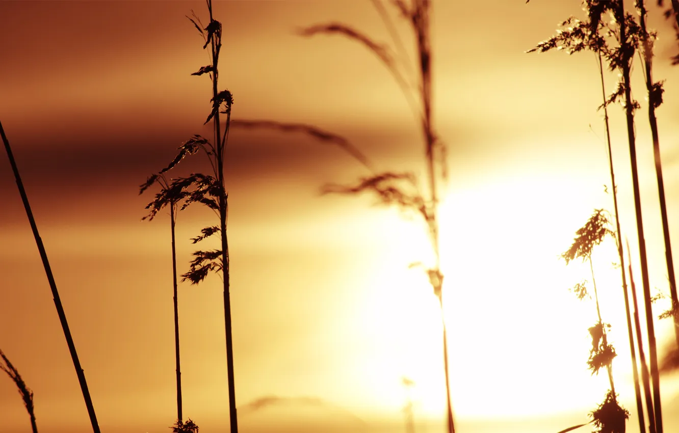 Фото обои трава, солнце, закат, стебли, силуэт