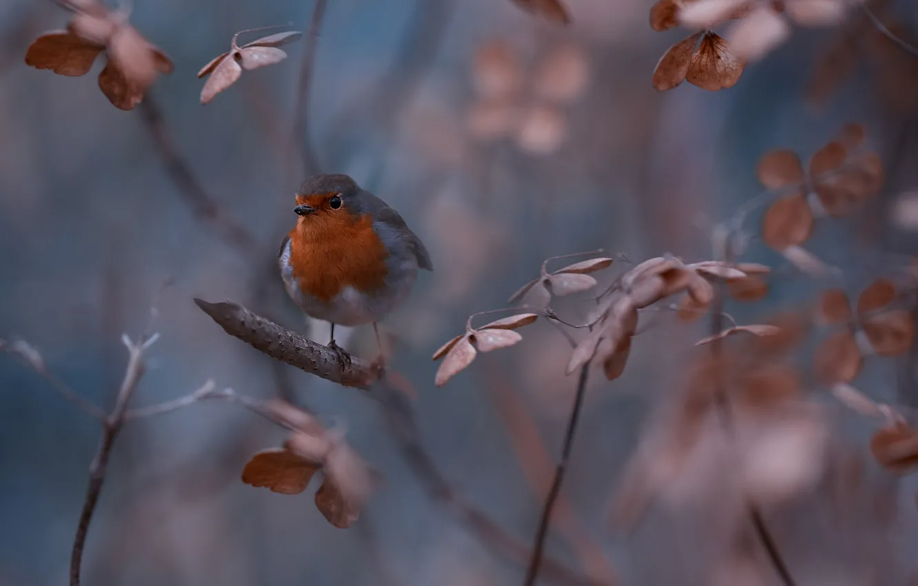 Фото обои red, bird, animal