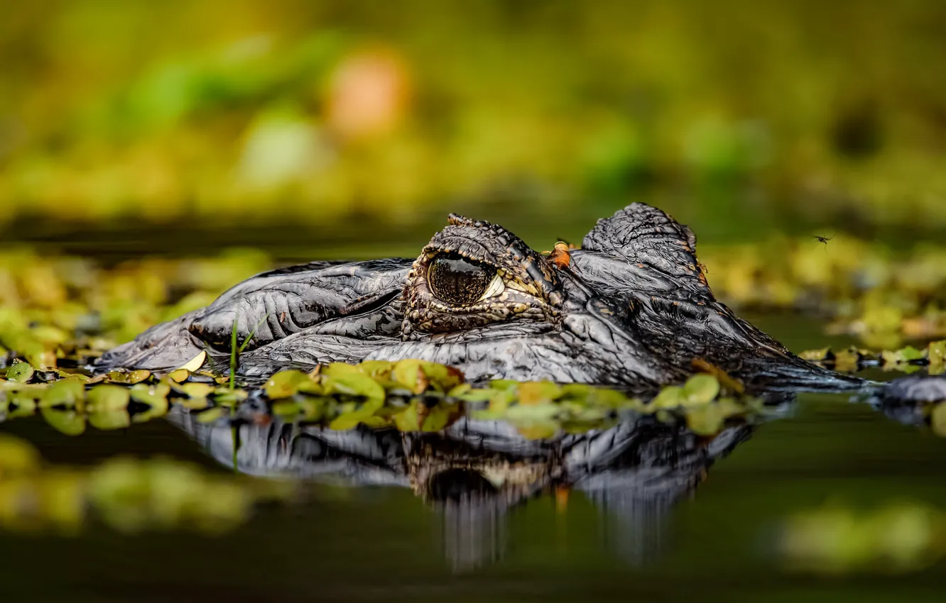 Фото обои морда, крокодил, водоем