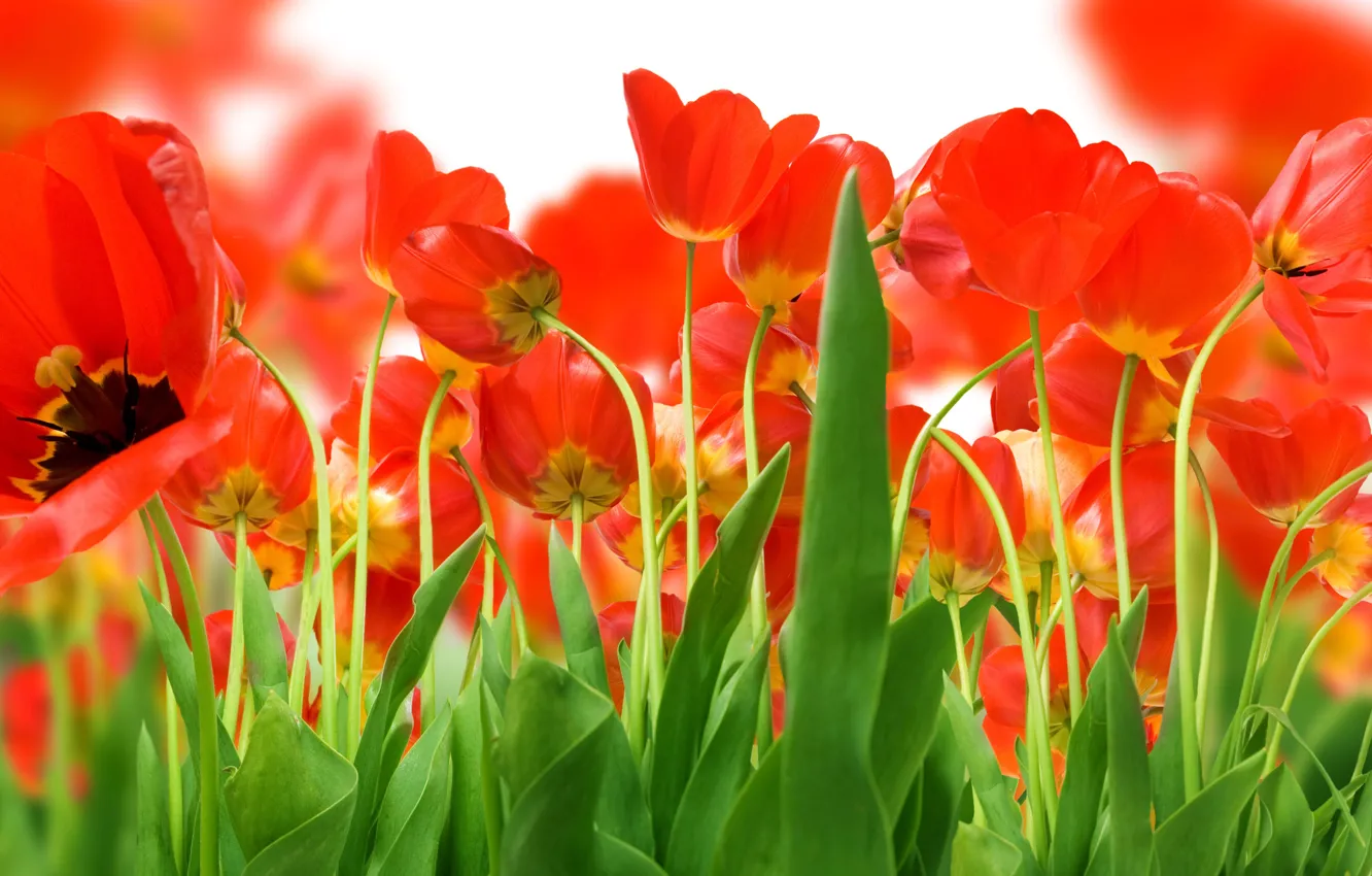 Фото обои зелень, Поле, красных, тюльпанов
