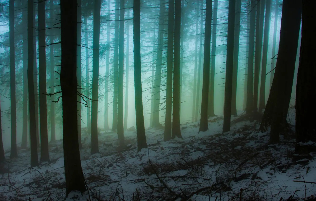 Фото обои зима, лес, снег, деревья, природа, туман, Италия, Italy