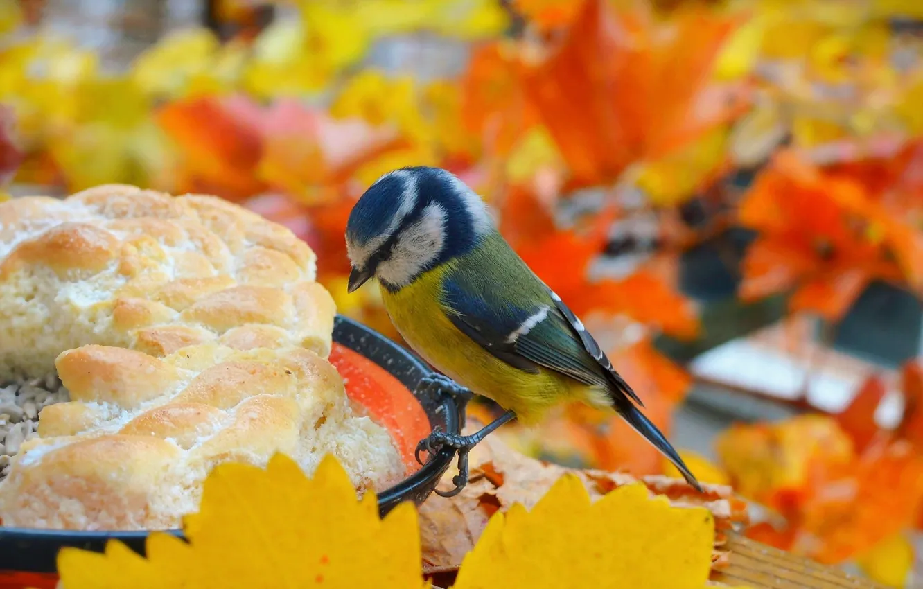 Фото обои Осень, Птичка, Autumn, Bird