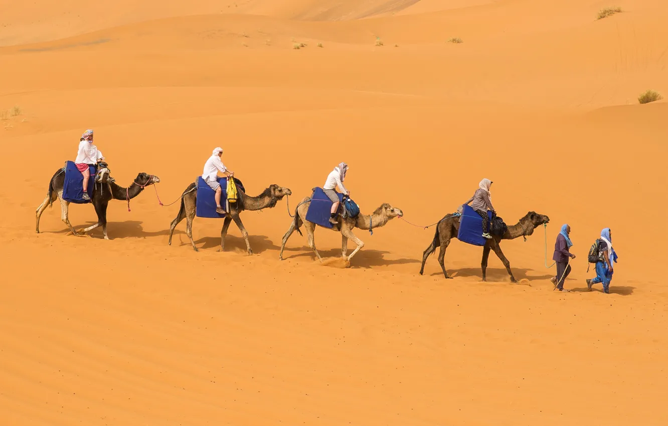 Фото обои песок, пустыня, бархан, верблюды, караван, бедуин