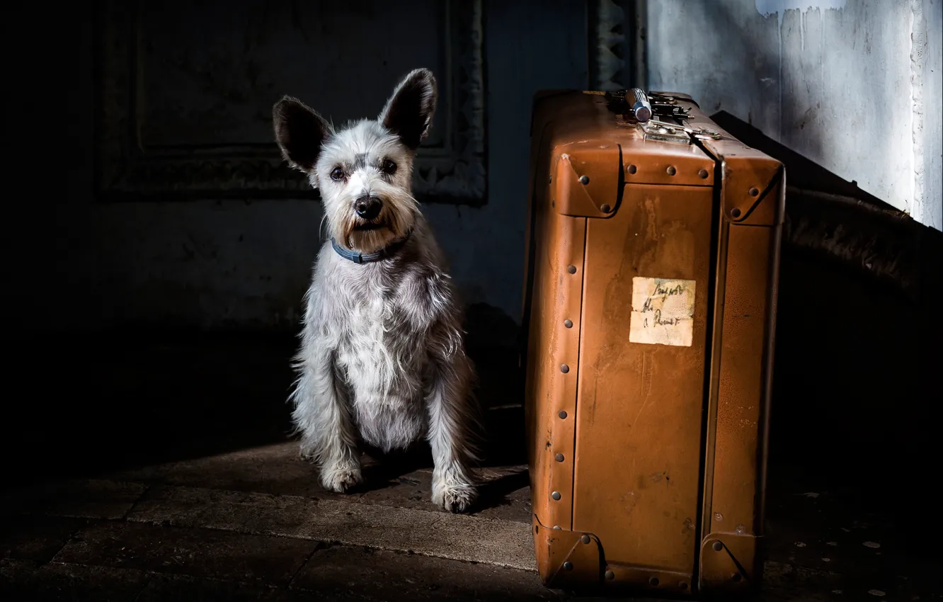 Фото обои собака, чемодан, пёсик