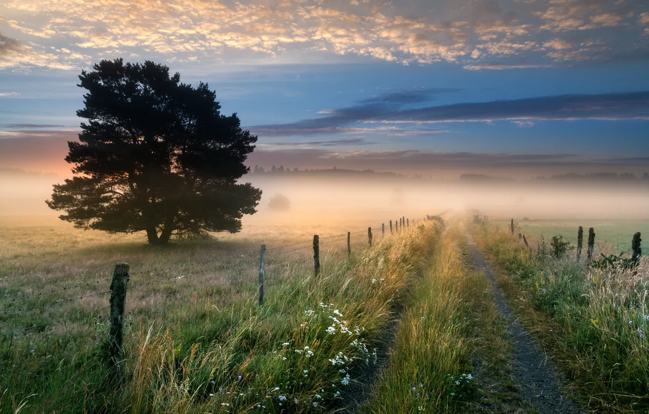 Фото обои поле, туман, утро