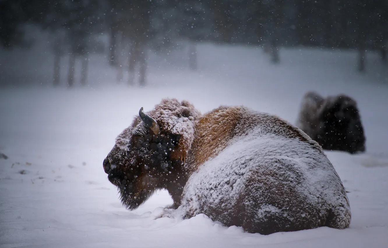 Фото обои зима, снег, Buffalo
