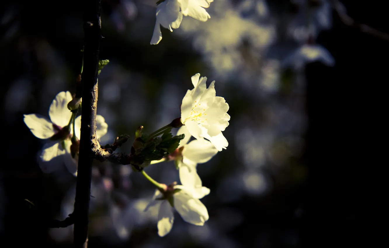 Фото обои листья, макро, цветы, ветки, растение, съемка