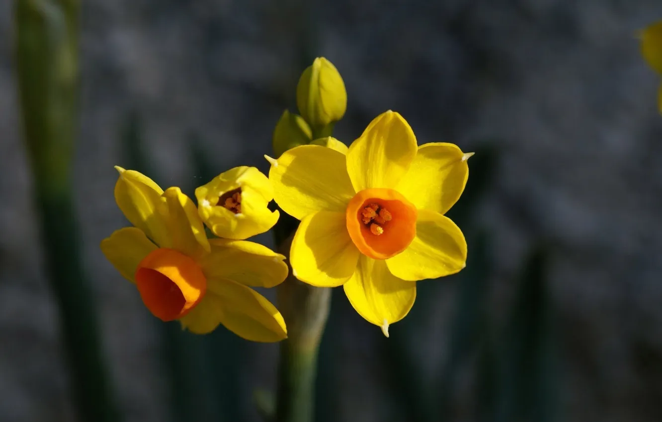 Фото обои цветы, желтые, нарциссы