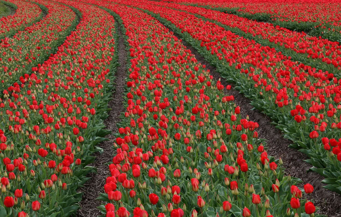 Фото обои поле, бутоны, цветение, много, тюльпаны красные
