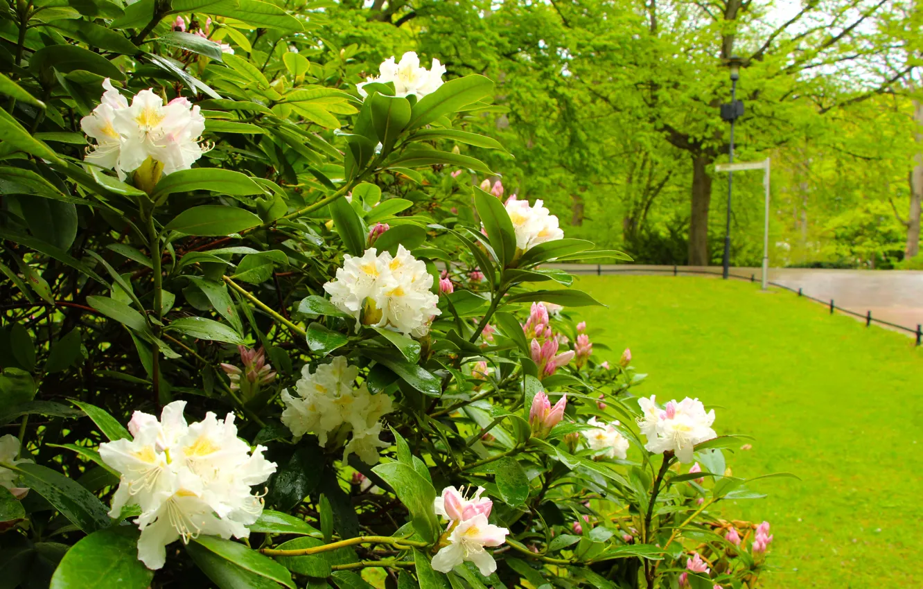 Фото обои flower, park, garden, bloom, azalea, rododendron