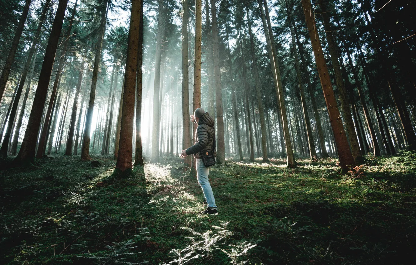 Фото обои лес, свет, мужчина