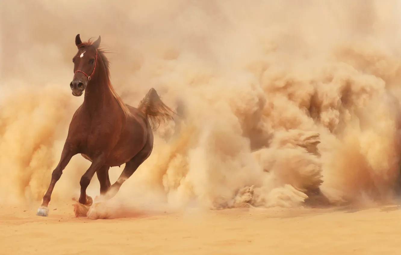 Фото обои песок, конь, лошадь, пыль, бег, бежит