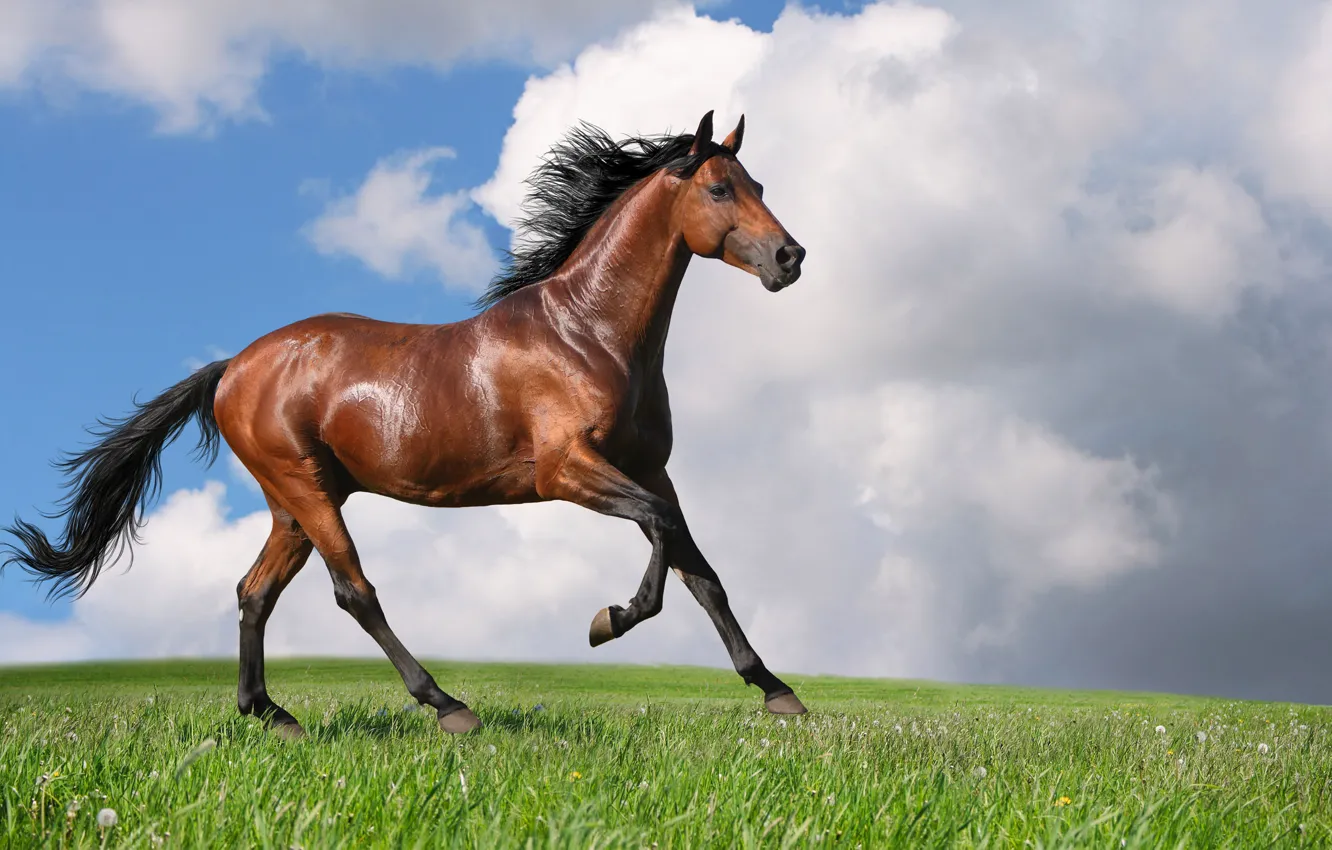 Фото обои конь, Лошадь, гнедой
