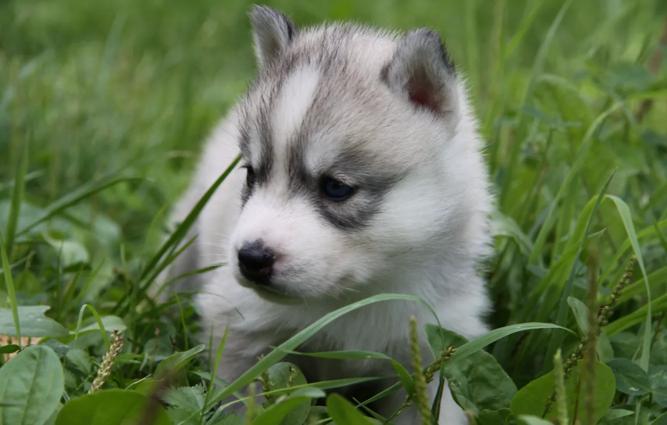 Фото обои трава, щенок, голубые глаза, хаски, лайка, маленький пес