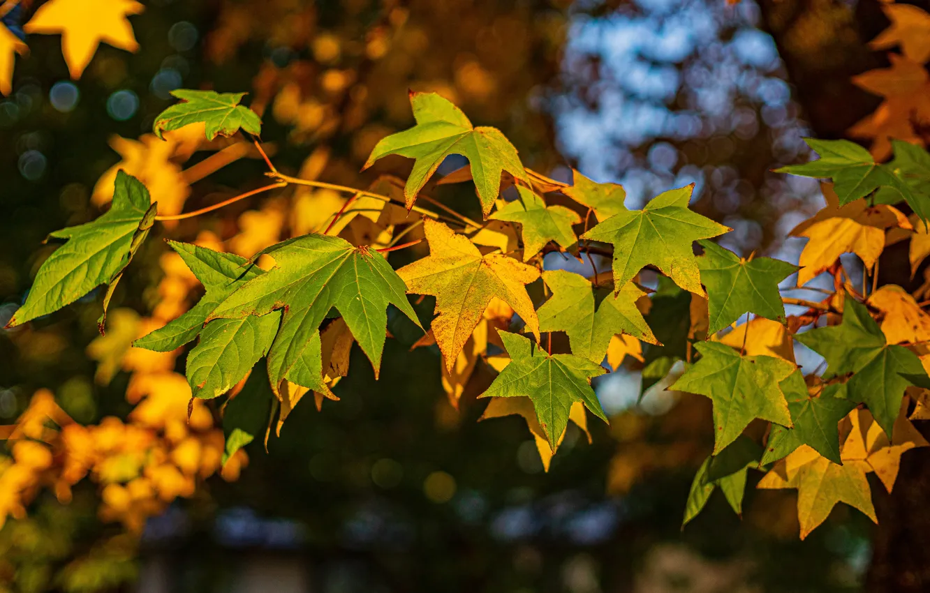 Фото обои осень, листья, ветка, клён, клен, разноцветные, кленовые, осенние листья