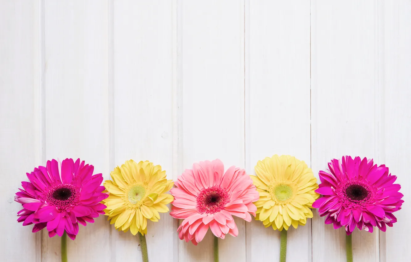 Фото обои цветы, желтые, розовые, хризантемы, yellow, pink, flowers, spring