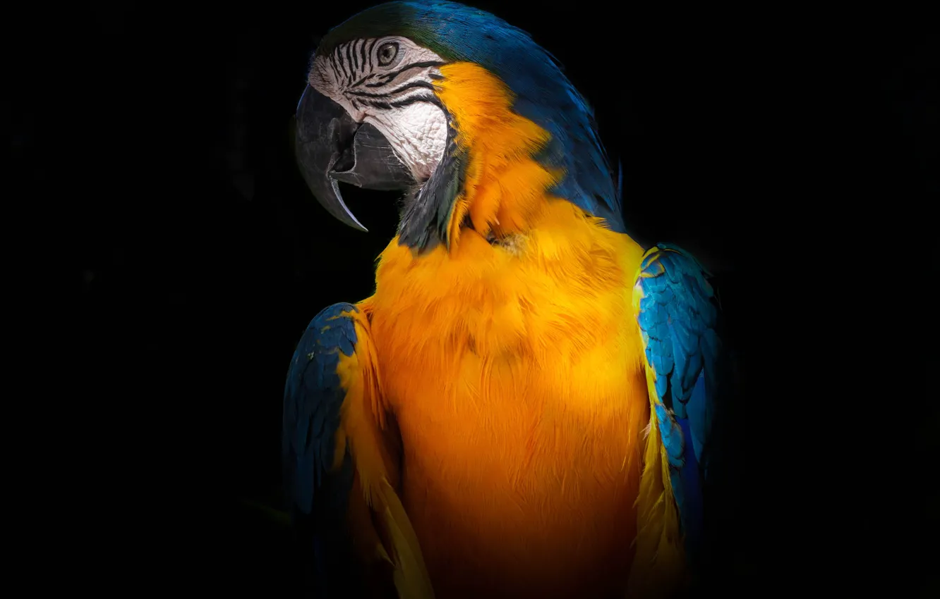 Фото обои Bird, Tropical, Animal