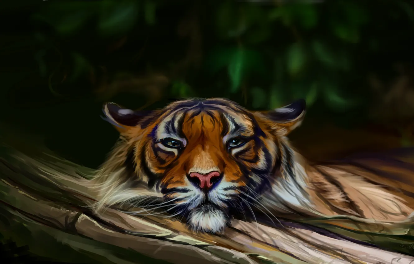 Фото обои природа, тигр, by SalamanDra-S