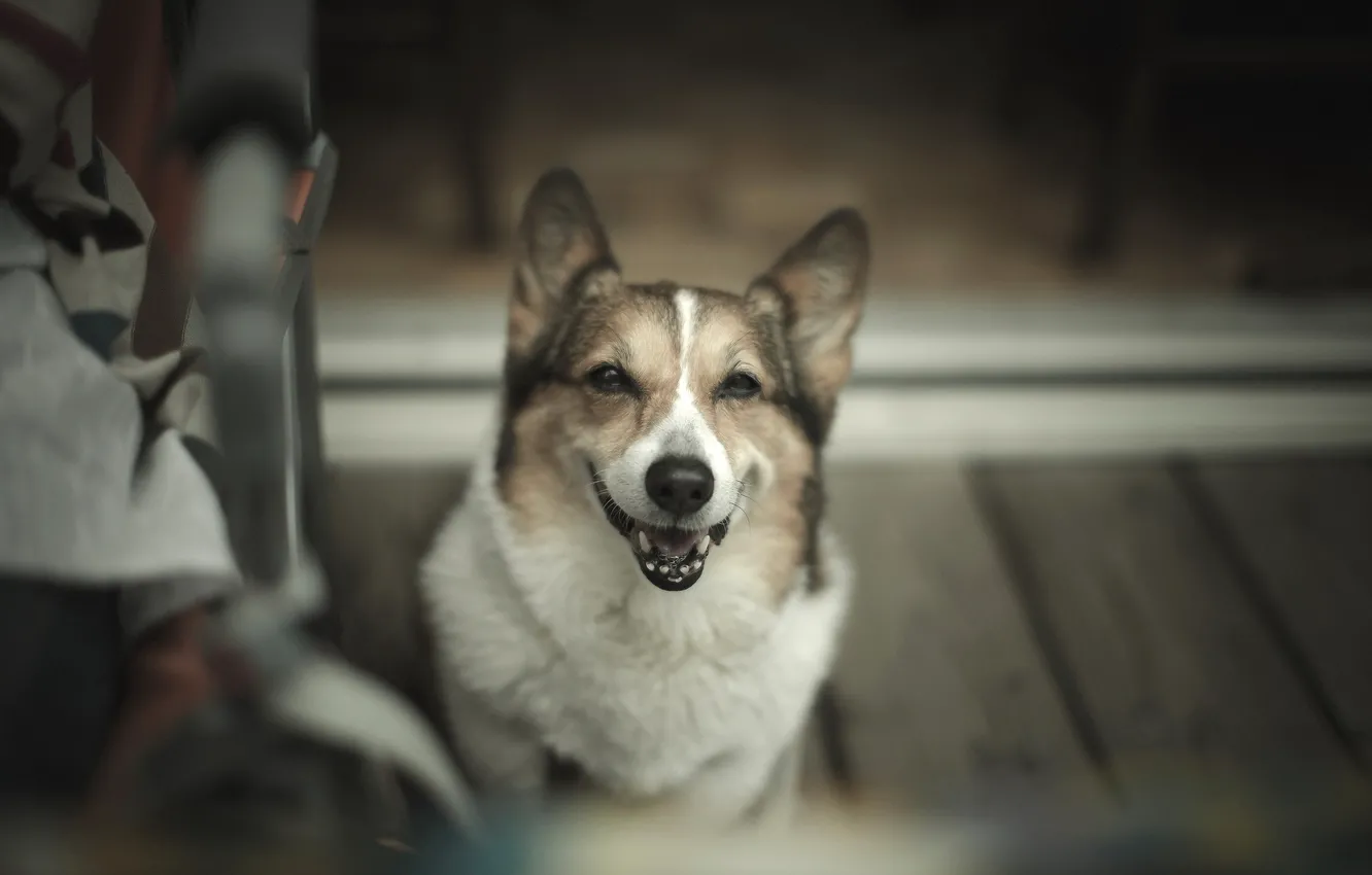 Фото обои Dog, Look, Sit