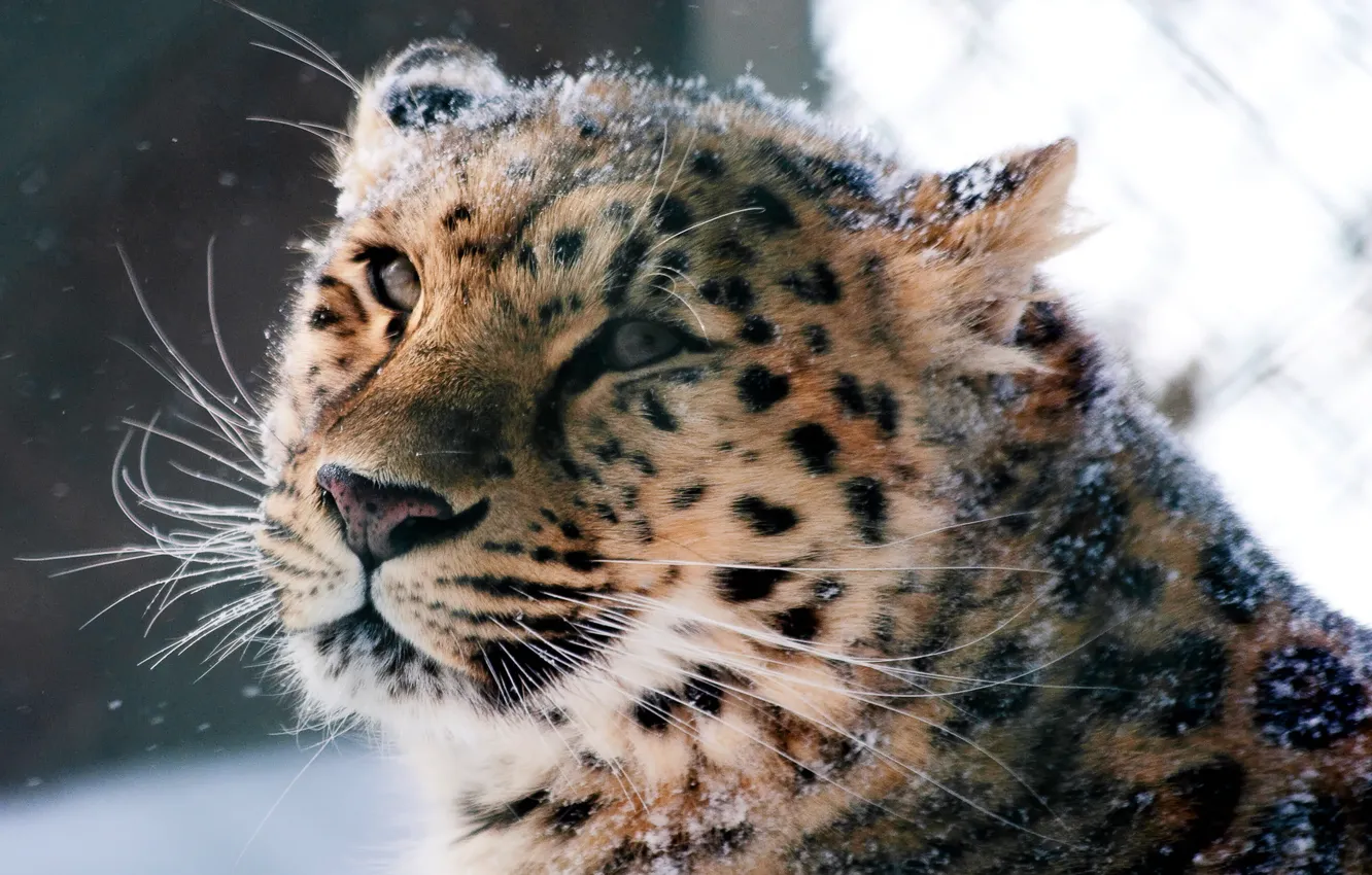 Фото обои животные, морда, дикая кошка, амурский леопард