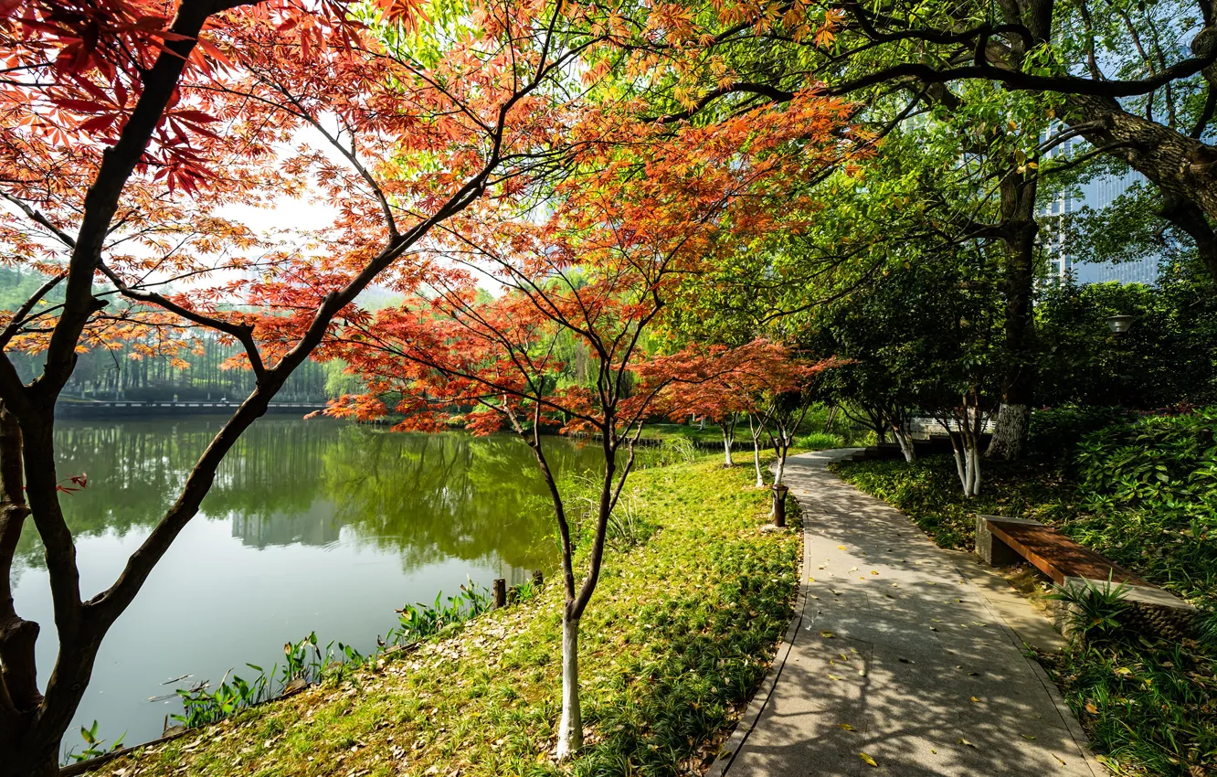 Фото обои осень, солнце, деревья, пруд, парк, лавочка, дорожка, Китай
