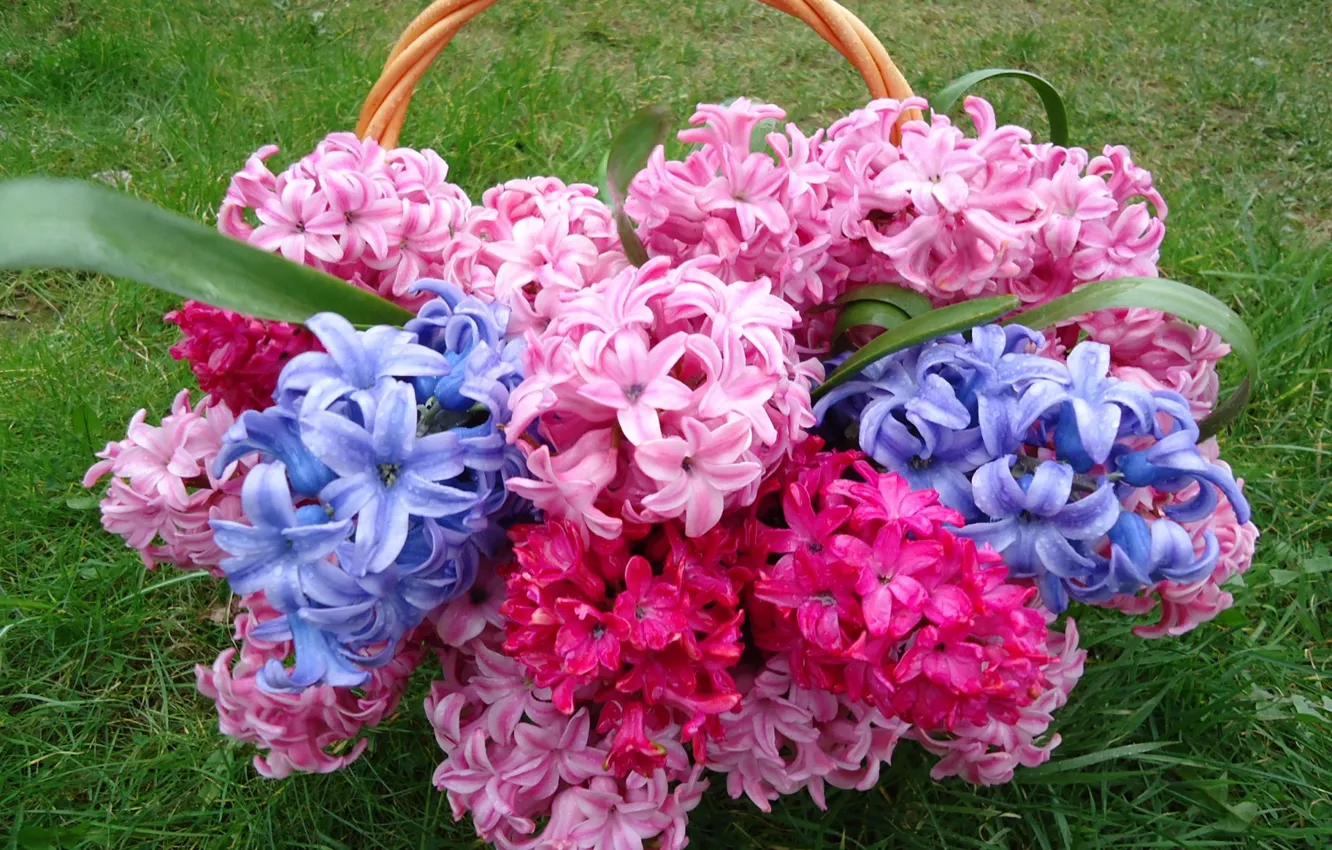 Фото обои трава, природа, лепестки, корзинка, гиацинты