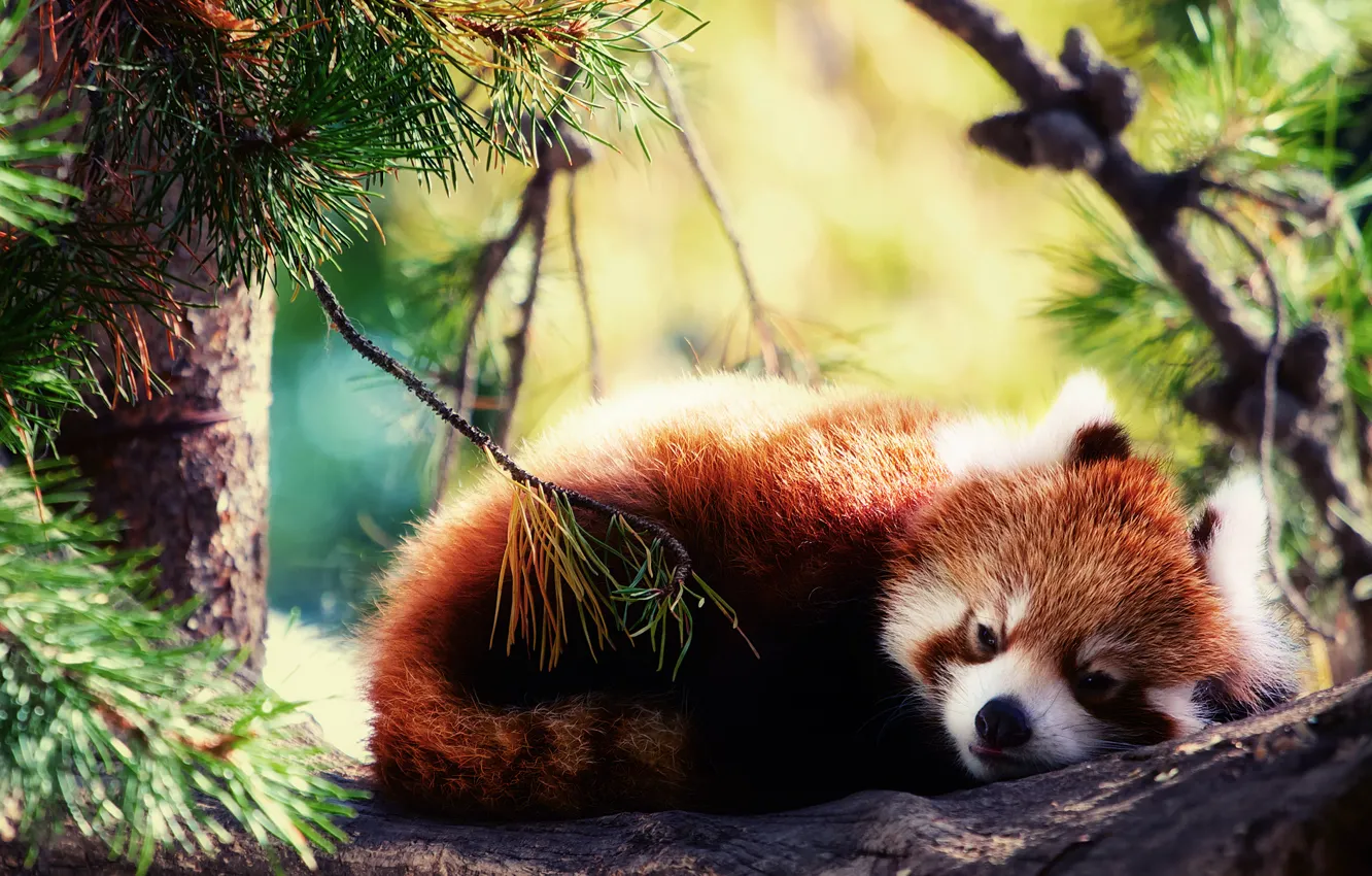 Фото обои спит, красная панда, Firefox