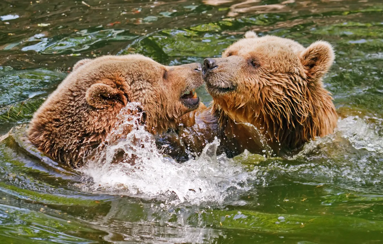 Фото обои вода, брызги, медведи