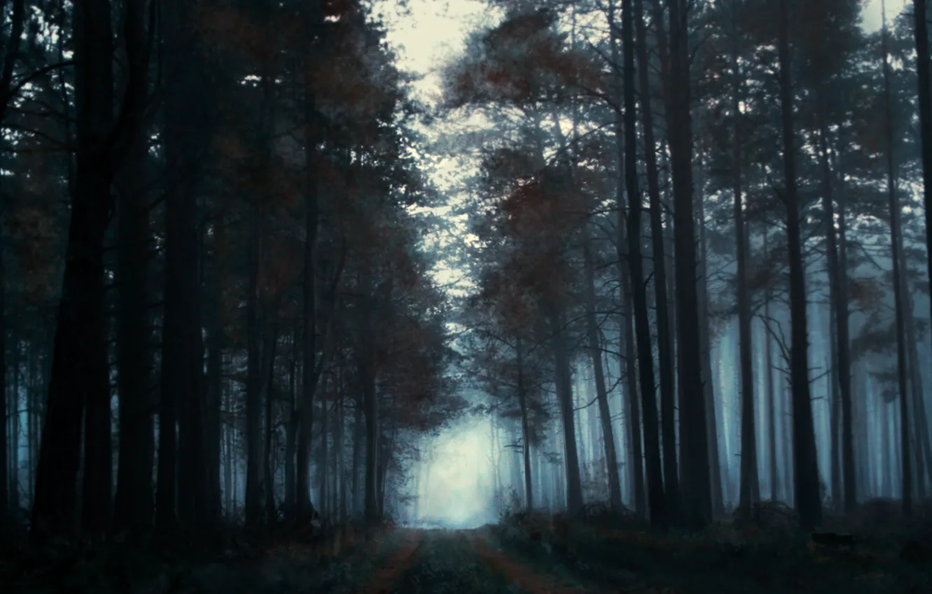 Фото обои лес, деревья, туман, утро, нарисованный пейзаж