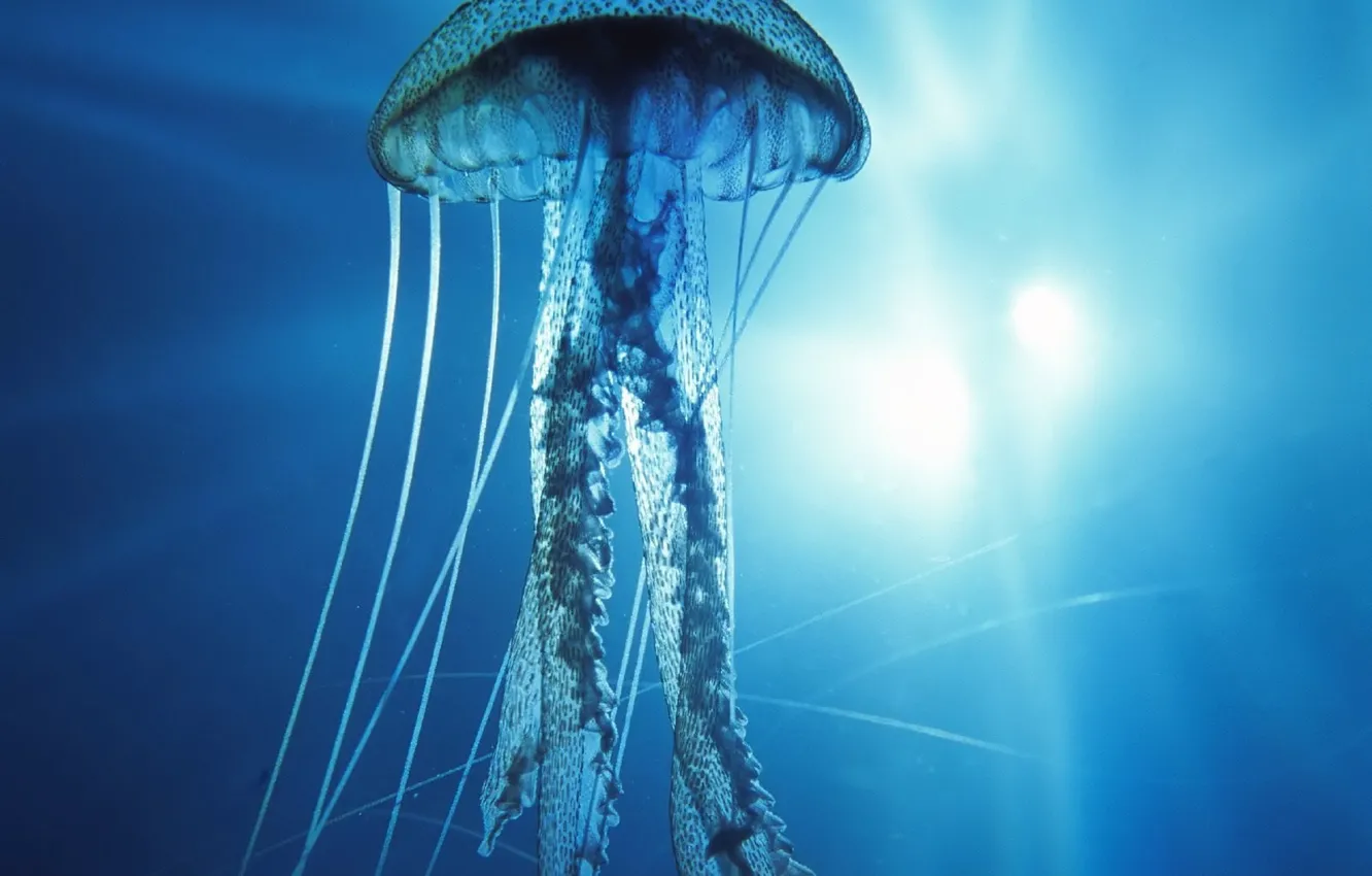 Фото обои underwater, Pacific Ocean, Jellyfish